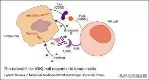 死亡受体介导癌细胞凋亡